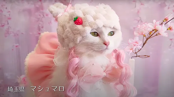 CIAOちゅ～る 2025年度 Part 6